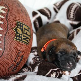 Belgian Malinois Puppies from Pyrex Kennels