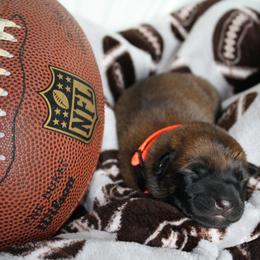 Belgian Malinois Puppies from Pyrex Kennels