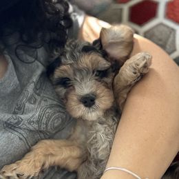 Cavapoo Puppies from Panda Puppies