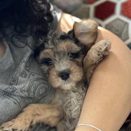 Cavapoo Puppies from Panda Puppies