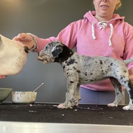 Girl 1 - Great Dane puppy in Lake View, New York from North Park Great Danes