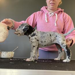 Girl 1 - Great Dane puppy in Lake View, New York from North Park Great Danes