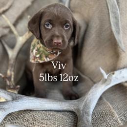 Viv - Chocolate female Labrador Retriever puppy in Puyallup, Washington from 12 Door Farm Labradors