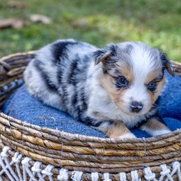 Cedar Woods - Blue merle Miniature Australian Shepherd puppy in Tennessee from Coolsprings Aussies
