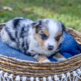 Cedar Woods - Blue merle Miniature Australian Shepherd puppy in Tennessee from Coolsprings Aussies