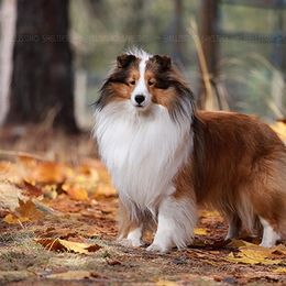 Matteo - Shetland Sheepdog
