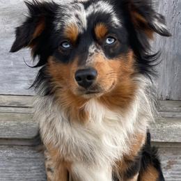 Australian Shepherds, Miniature American Shepherds, Miniature Australian Shepherds, and Toy Australian Shepherds from OR Aussies