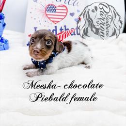 Meeska - Dapple female Dachshund puppy in Prairieville, Louisiana from Southern Barron Danes & Dachshunds
