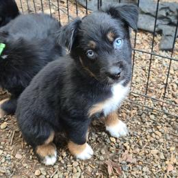 Jolly - Black tri-color male Australian Shepherd puppy in Colfax, Washington from Arbor hill Australian Shepherds