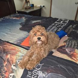 Tate - Red male Cavapoo puppy in Copan, Oklahoma from Lebel Cavapoos