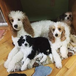 Goldendoodle and Aussiedoodle Puppies from Sister Doodles