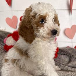 Goldie - Parti female Goldendoodle puppy in La Verne, California from Marshall Goldendoodles