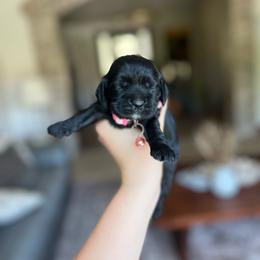 Watermelon - Black female Cocker Spaniel puppy in Tucson, Arizona from Demi Marie