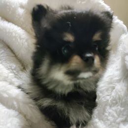 Pomeranian Puppies from Cutie Poms
