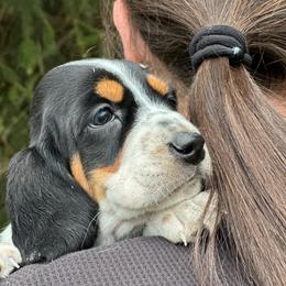 Female 3 - Black white and tan female Basset Hound puppy in Lindley, New York from Hill Top Basset Hounds & Cane Corso
