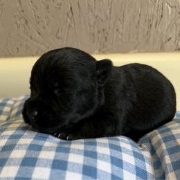 Black Girl 3 - Black female Scottish Terrier puppy in Nickelsville, Virginia from Pecan Creek