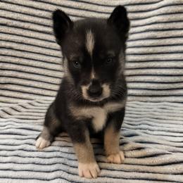 AKC Lancelot - Agouti and white male Siberian Husky puppy in Cedarville, Ohio from Evereve Kennels