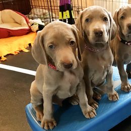 Weimaraner Puppies from Zauberhaft Weimaraners