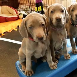 Weimaraner Puppies from Zauberhaft Weimaraners