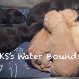 Girl 3 - Yellow female Labrador Retriever puppy in Newport, North Carolina from AKS’s Water Bound Retrievers