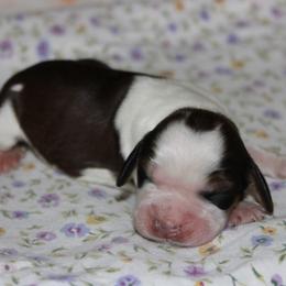 Dandelion - Tri-Roan female English Springer Spaniel puppy in Winfield, Tennessee from Murphy Farms and Springers
