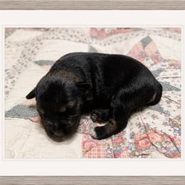 Dolly - Salt and pepper female Miniature Schnauzer puppy in Summerfield, Florida from M & M Schnauzers