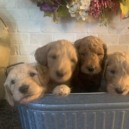 Goldendoodle Puppies from Perry Farm Doodles