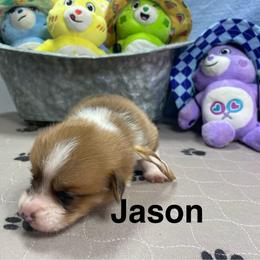 Jason - Red male Pembroke Welsh Corgi puppy in Apison, Tennessee from Ashmore Corgis