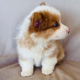 Boy fluffy - Fawn male Pembroke Welsh Corgi puppy in Huntington Beach, California from Gingerbread