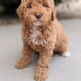 Aussiedoodle and Goldendoodle Puppies from Ever After Doodles Arizona