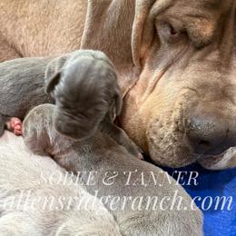 Big Boy Blue - Blue male Great Dane puppy in Greenville, South Carolina from Allen’s Ridge Ranch