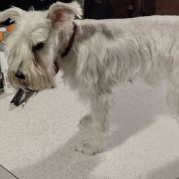 Miniature Schnauzers from Nikkis Minis