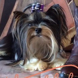 Cowboy - Biewer Terrier