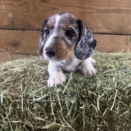 Moose - Dapple male Dachshund puppy in Sallisaw, Oklahoma from Wild West Dachshunds