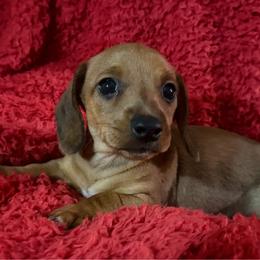 Boy 2 - Chocolate male Dachshund puppy in Cherokee, Oklahoma from Special “K” Dachshunds