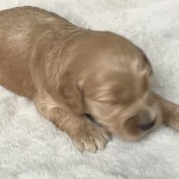 Girl 1 - Apricot female Goldendoodle puppy in Lapeer, Michigan from Doodle All Day