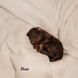 Dan - Phantom male Goldendoodle puppy in Yukon, Oklahoma from Bows and Ties Doodles, LLC