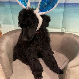 Poodle Puppies from Abbott Standard Poodles