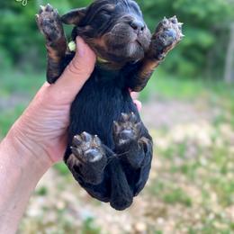 So Happy - Phantom female Bernedoodle puppy in Grove, Oklahoma from Guinn Family Farms