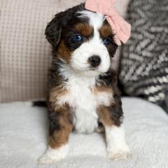 Cartier - female Australian Mountain Doodle puppy in Spanish Fork, Utah from Little Puppy Co.