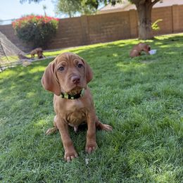 Mortimer - Golden rust male Vizsla puppy in Queen Creek, Arizona from Summit Vizslas