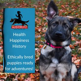 German Shepherd Puppies from Austerlitz German Shepherds