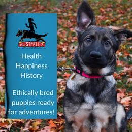 German Shepherd Puppies from Austerlitz German Shepherds