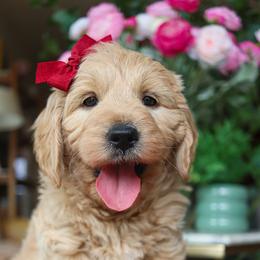 Indie - Apricot female Goldendoodle puppy in Salado, Texas from Red Ranch Dogs