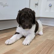 Honey - female Newfypoo puppy in Mckenzie, Tennessee from Small Town Doodles & Poodles