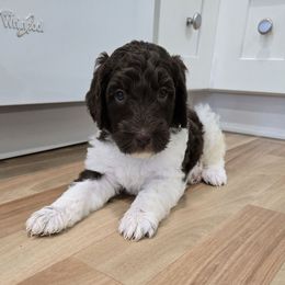 Honey - female Newfypoo puppy in Mckenzie, Tennessee from Small Town Doodles & Poodles