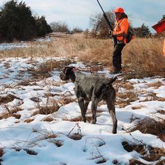 German Shepherd and German Wirehaired Pointer All Grown Up from Seelenfeuer German Shepherd Dogs