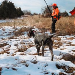 German Shepherd and German Wirehaired Pointer All Grown Up from Seelenfeuer German Shepherd Dogs