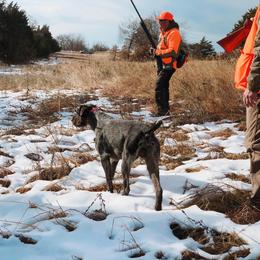 German Shepherd and German Wirehaired Pointer All Grown Up from Seelenfeuer German Shepherd Dogs