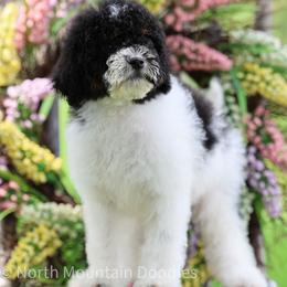 Maisy - Tri-color female Bernedoodle puppy in Factoryville, Pennsylvania from North Mountain Doodles